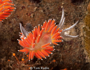 Red Gilled Nudibranch (Flabellina verrucosa)
Puget Sound... by Tom Radio 